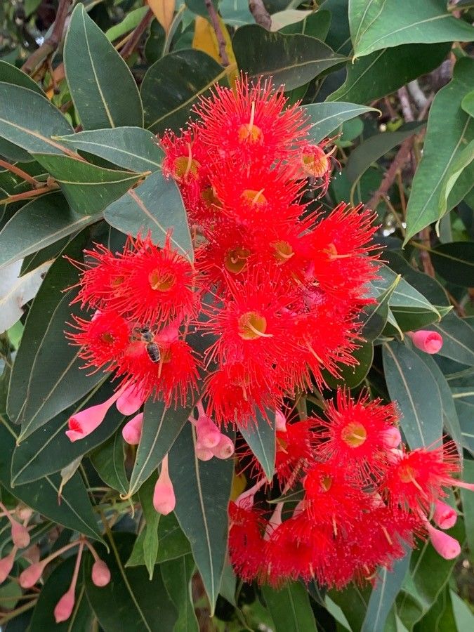Corymbia ficifolia flower