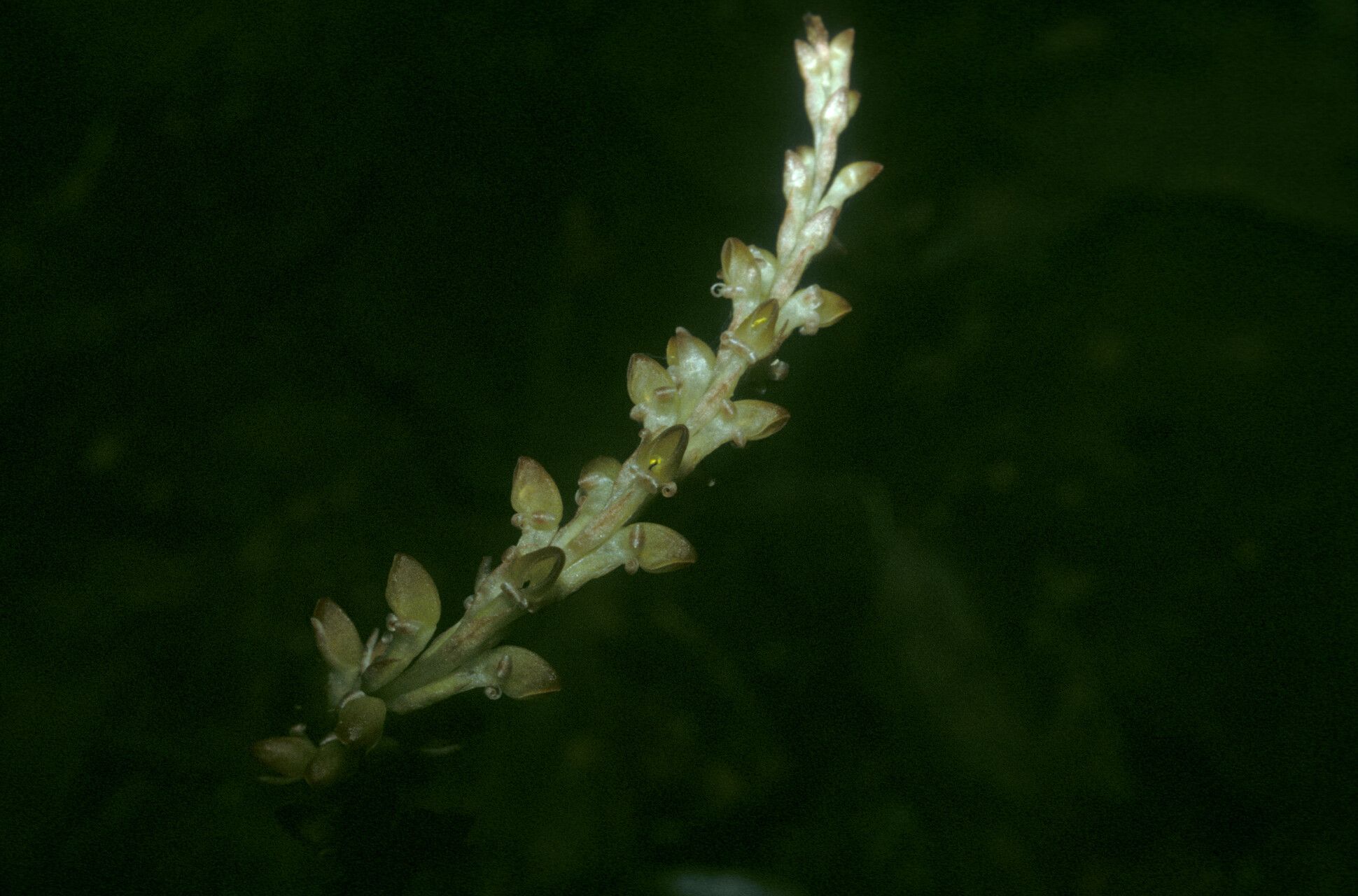 Prescottia stachyodes fruit