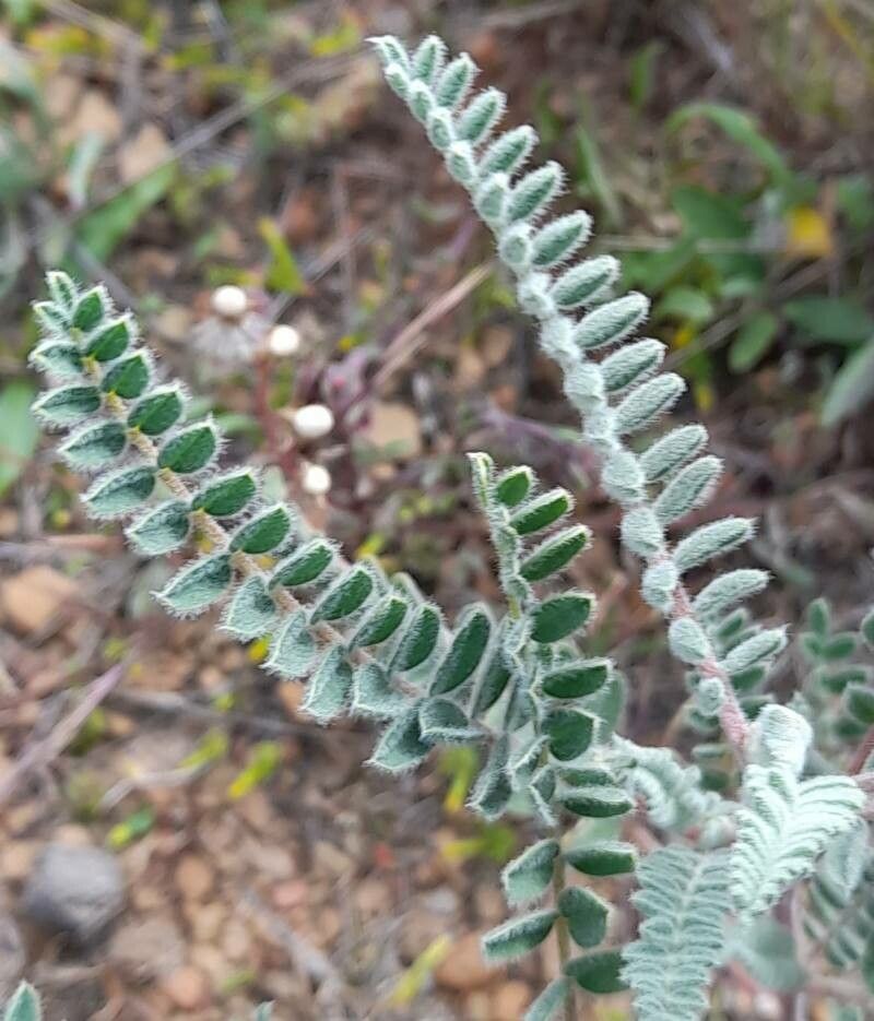 Astragalus arequipensis — houseplant care guide