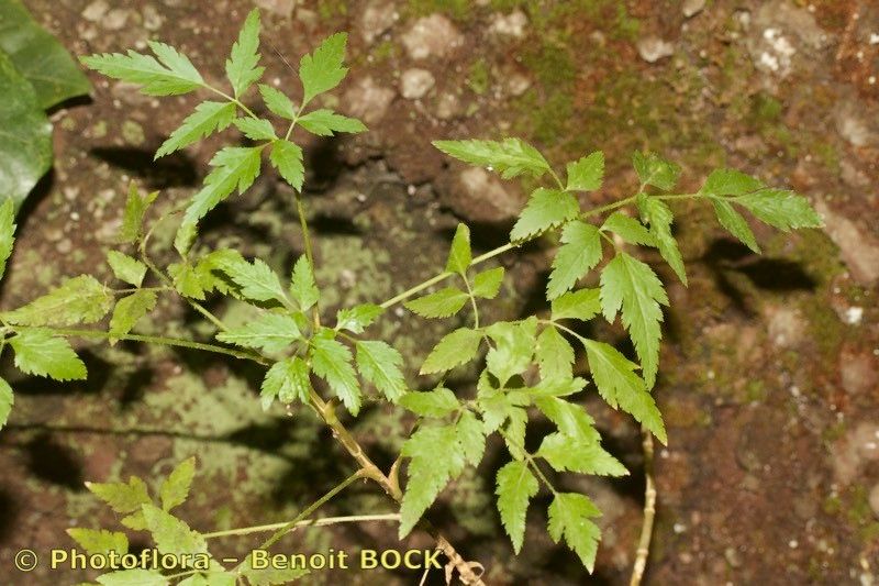 Cryptotaenia elegans other