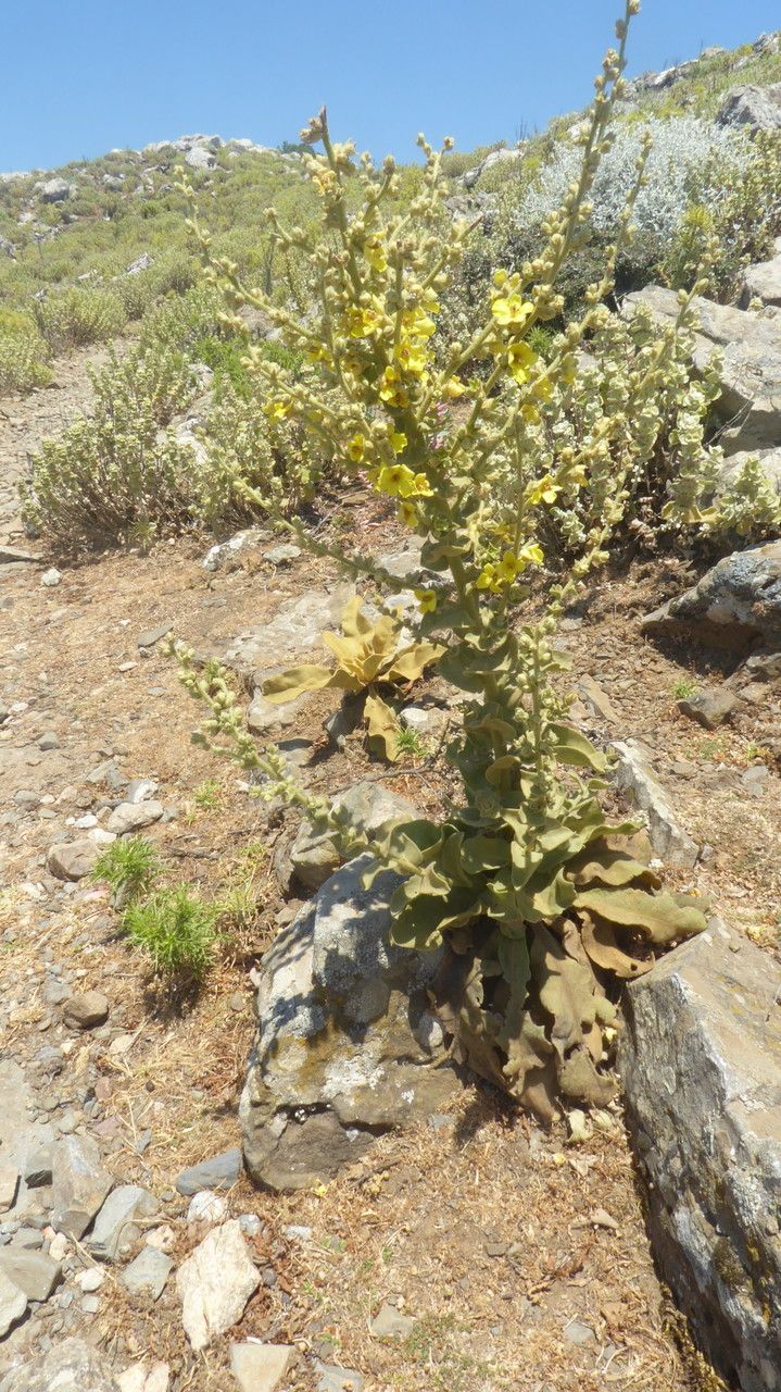 Verbascum undulatum habit