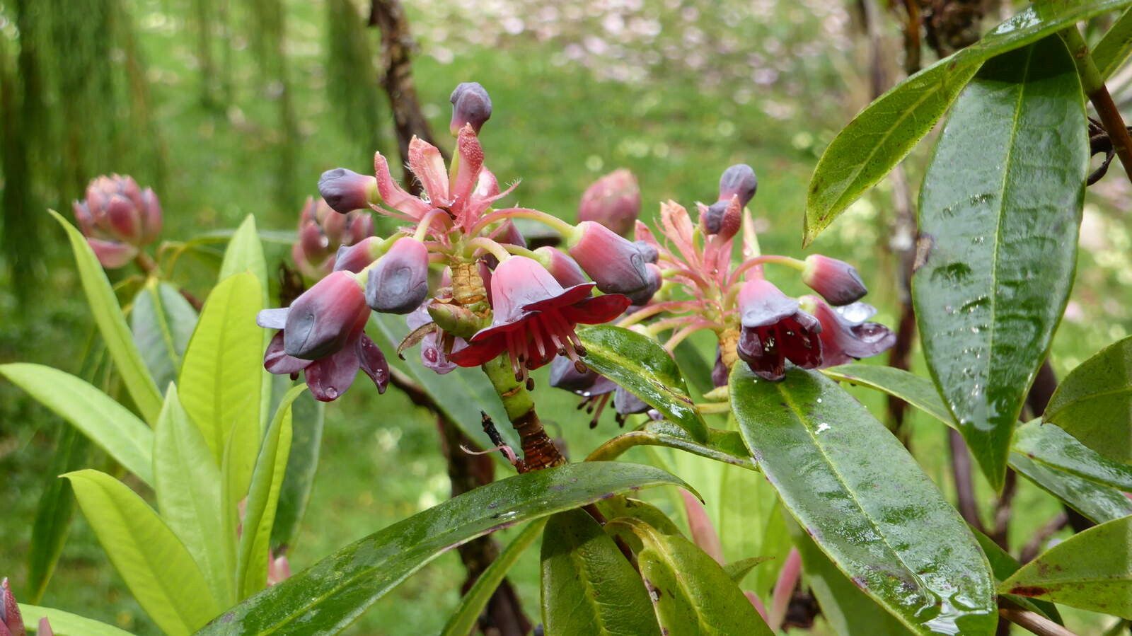 Rhododendron genestierianum — houseplant care guide