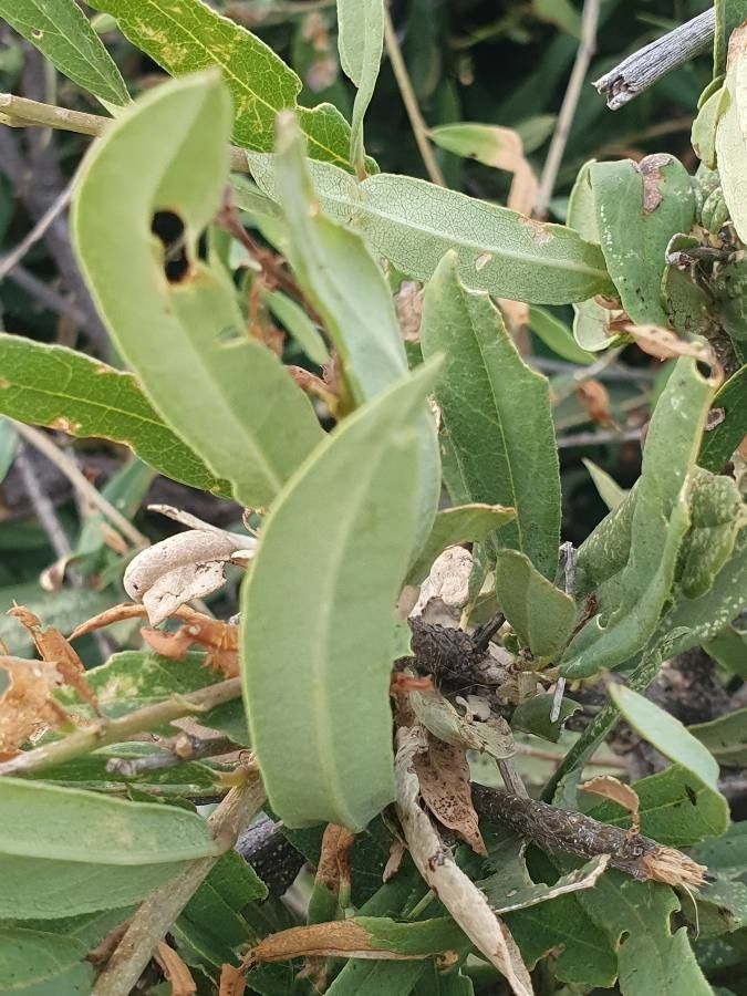 Boscia angustifolia — search result for 'Capparaceae'