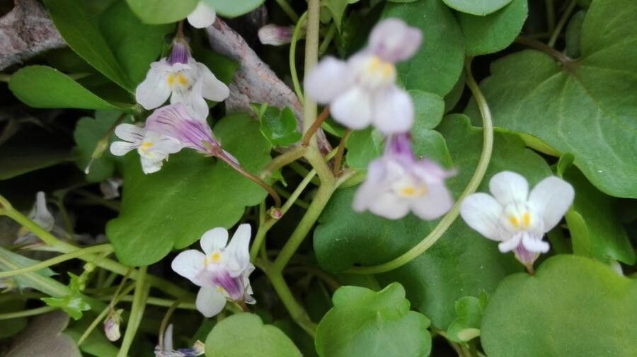 Cymbalaria hepaticifolia — related species from the same genus