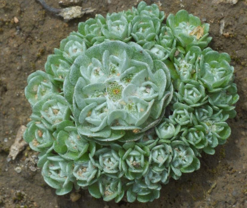 Filago tyrrhenica flower