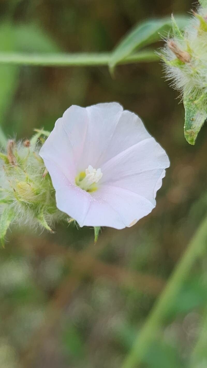 Convolvulus auricomus flower