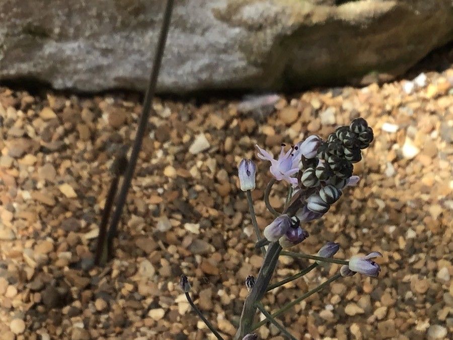 Prospero talosii — houseplant care guide