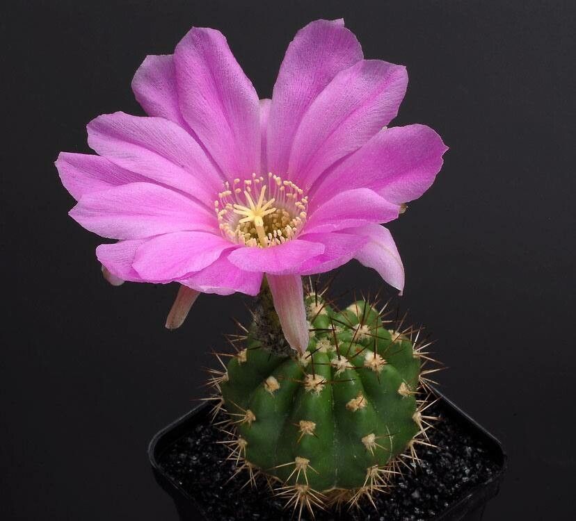 Lobivia caineana flower