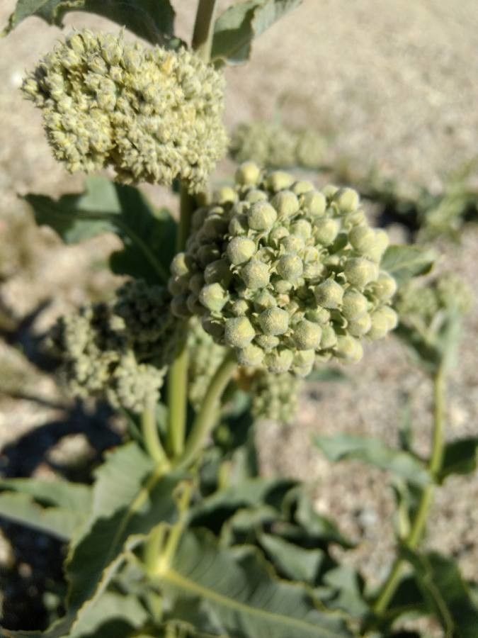 Asclepias erosa fruit