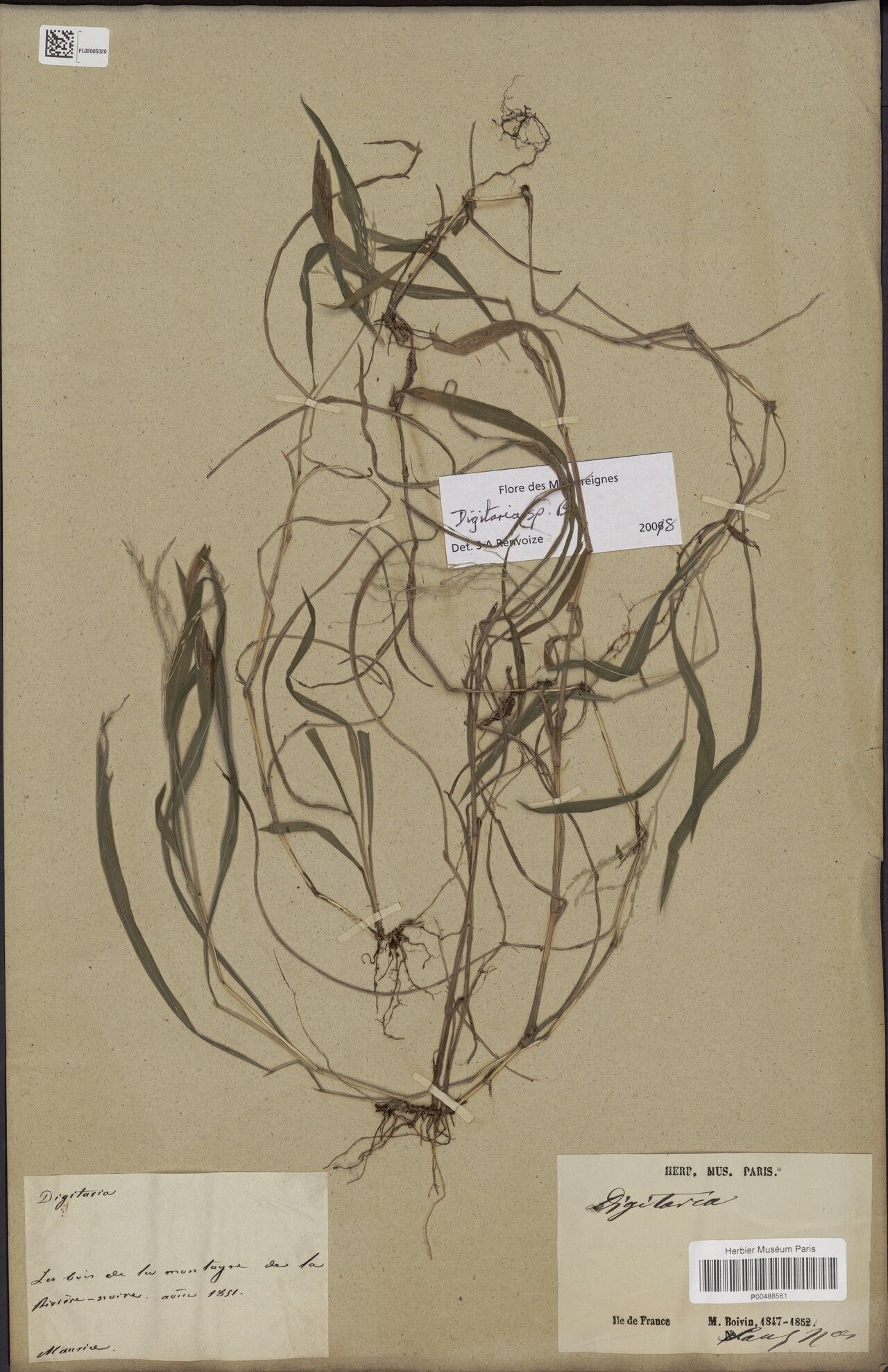 Digitaria mauritiana — houseplant care guide