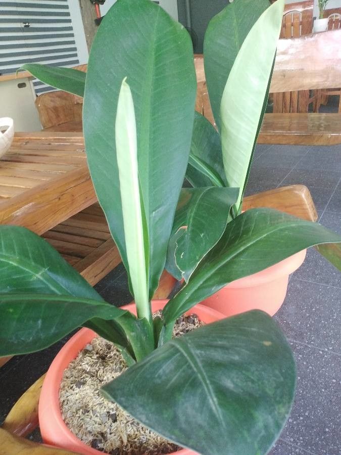 Dieffenbachia parlatorei