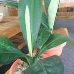 Dieffenbachia parlatorei