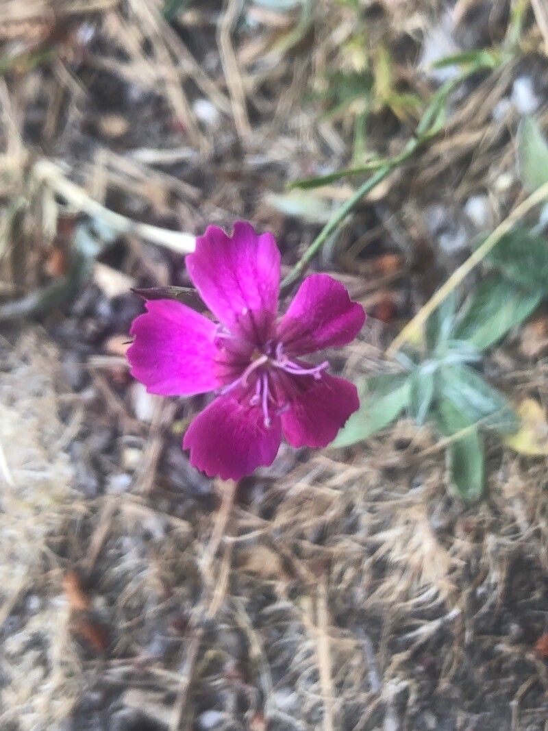 Dianthus lusitanus flower