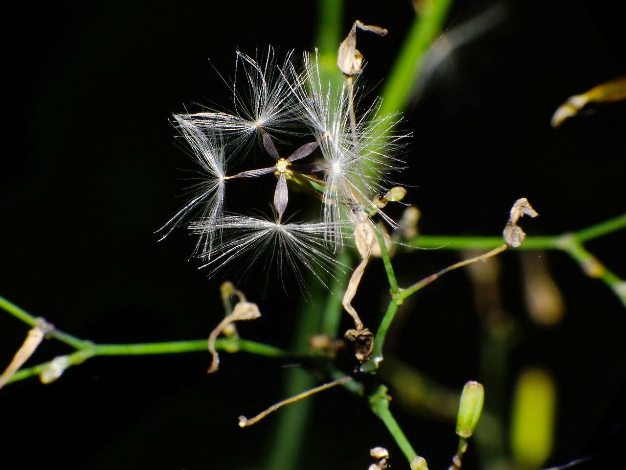 Mycelis muralis fruit