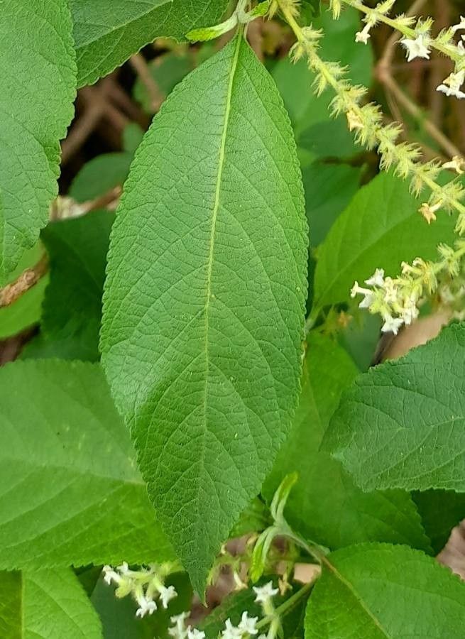 Aloysia virgata leaf