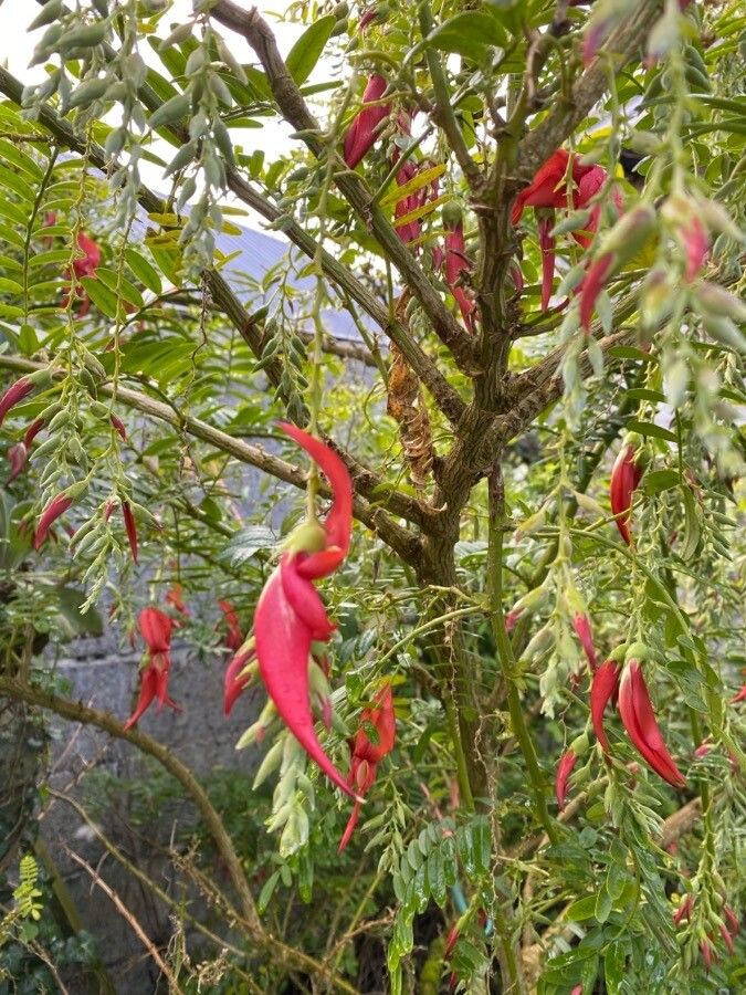 Clianthus puniceus flower