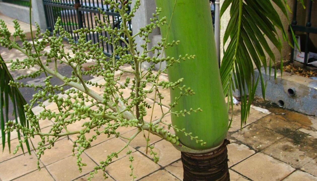 Adonidia merrillii flower