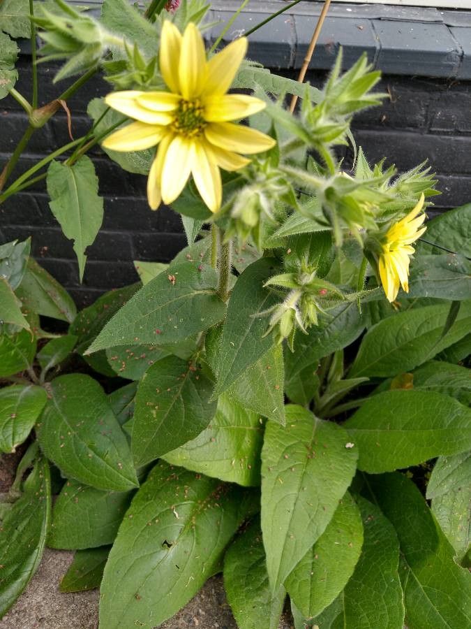 Silphium mohrii leaf