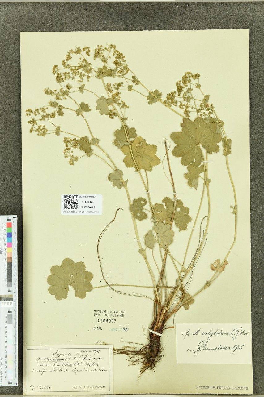 Alchemilla subglobosa — houseplant care guide