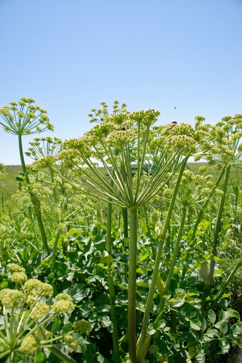 Angelica decurrens flower