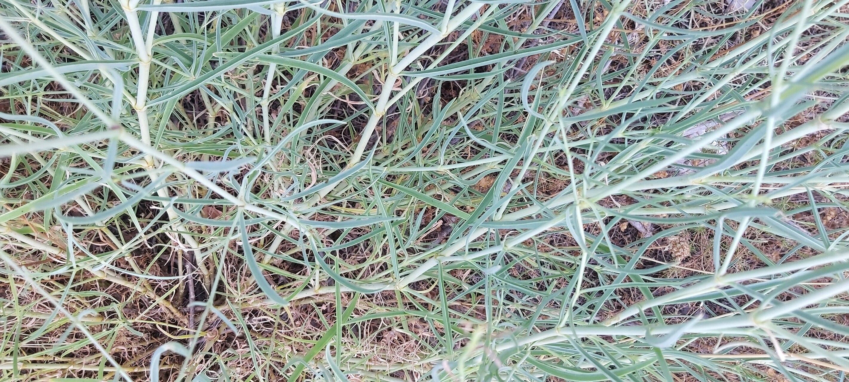 Gypsophila glomerata — search result for 'Gypsophila'