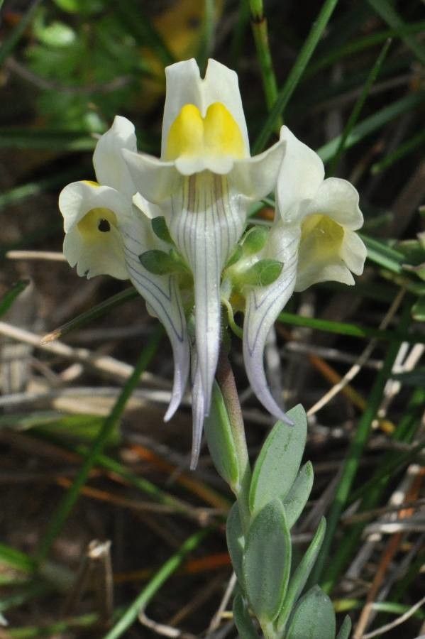 Linaria supina flower
