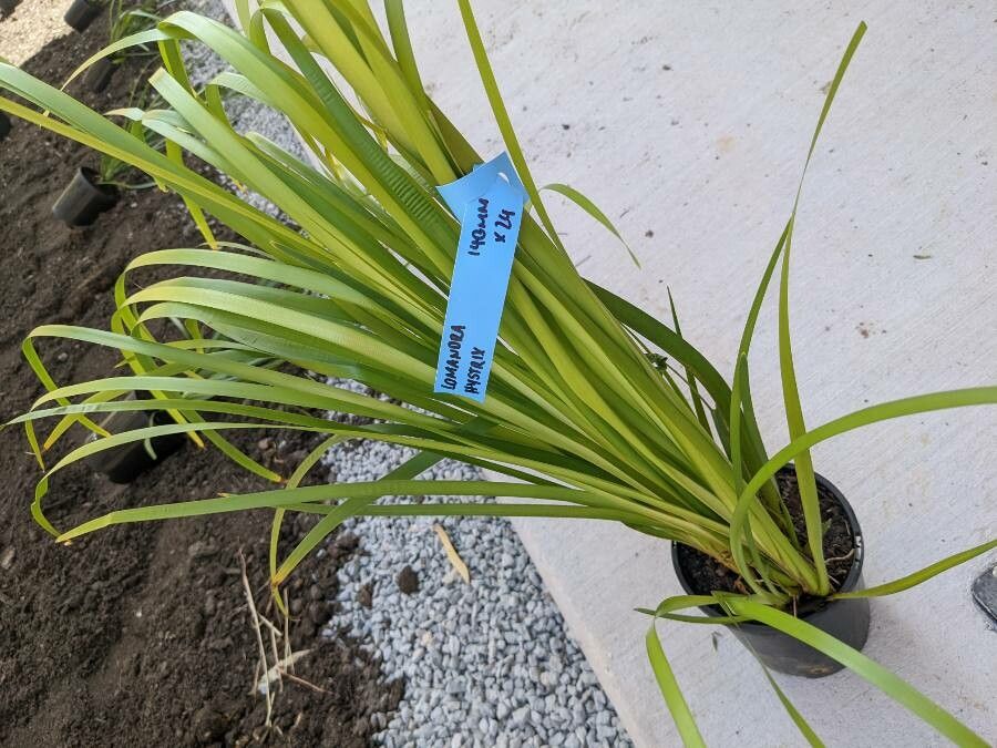 Lomandra hystrix leaf