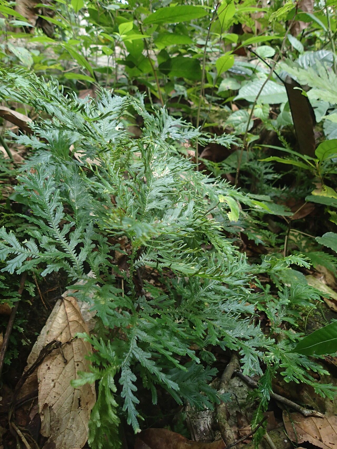 Selaginella versicolor leaf