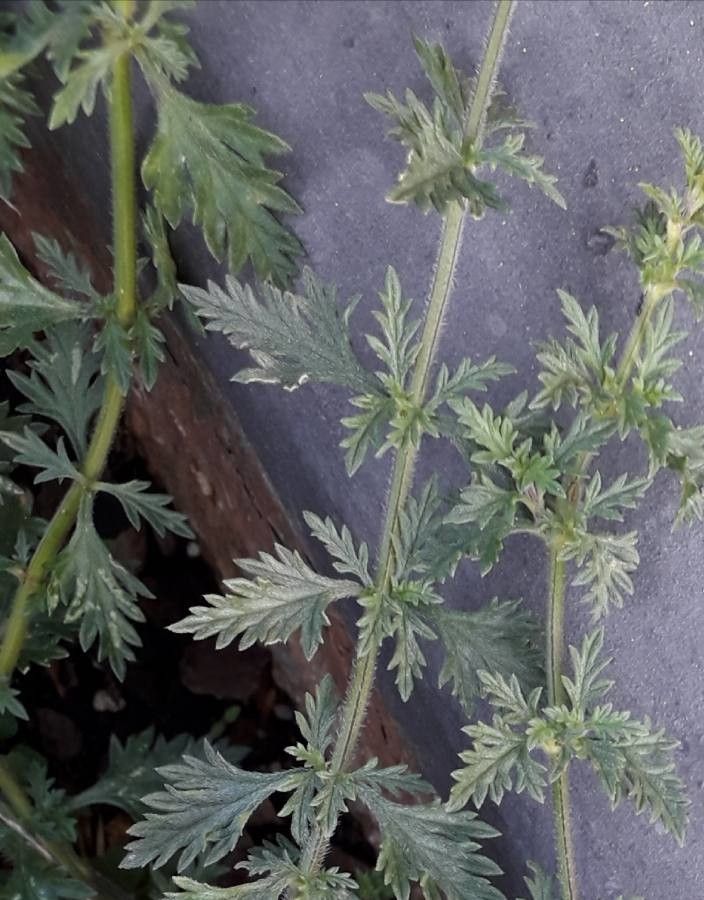 Glandularia canadensis — maintenance medium houseplant