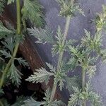 Glandularia canadensis