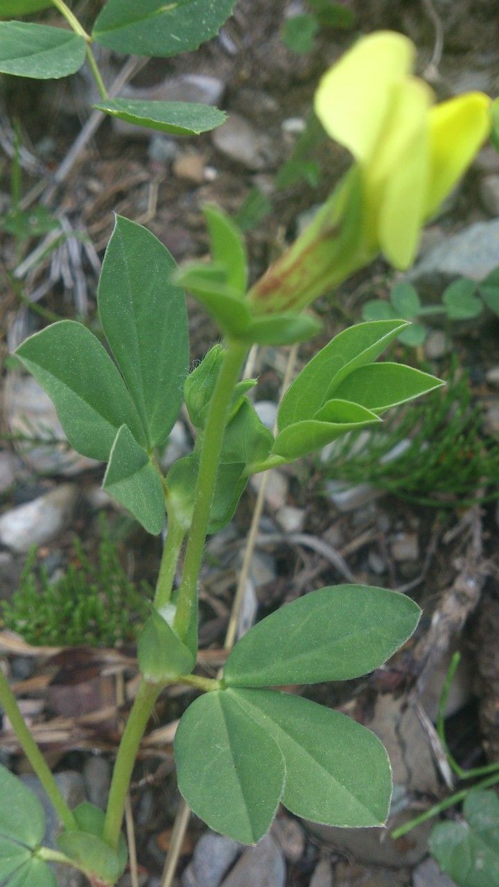 Lotus maritimus — search result for 'Lotus'