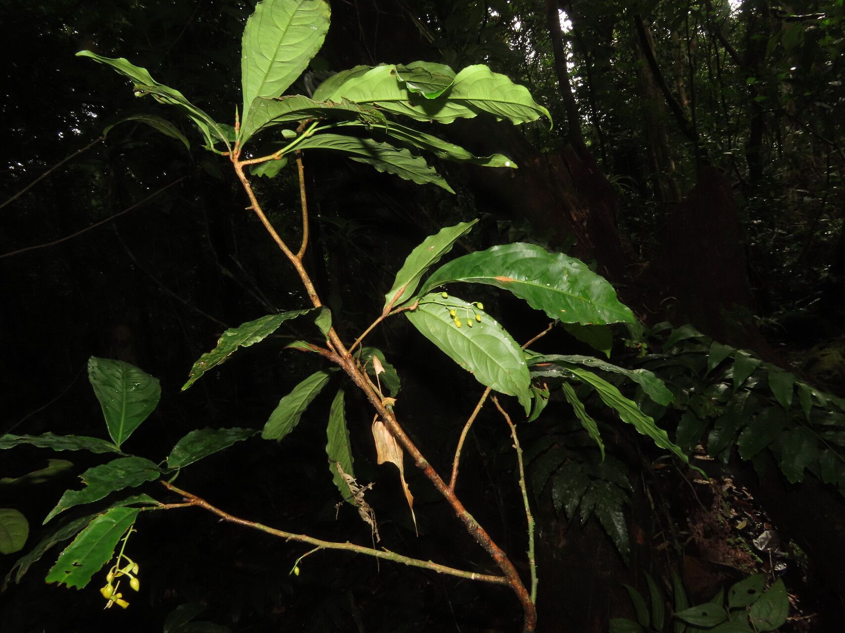 Ouratea prominens — houseplant care guide