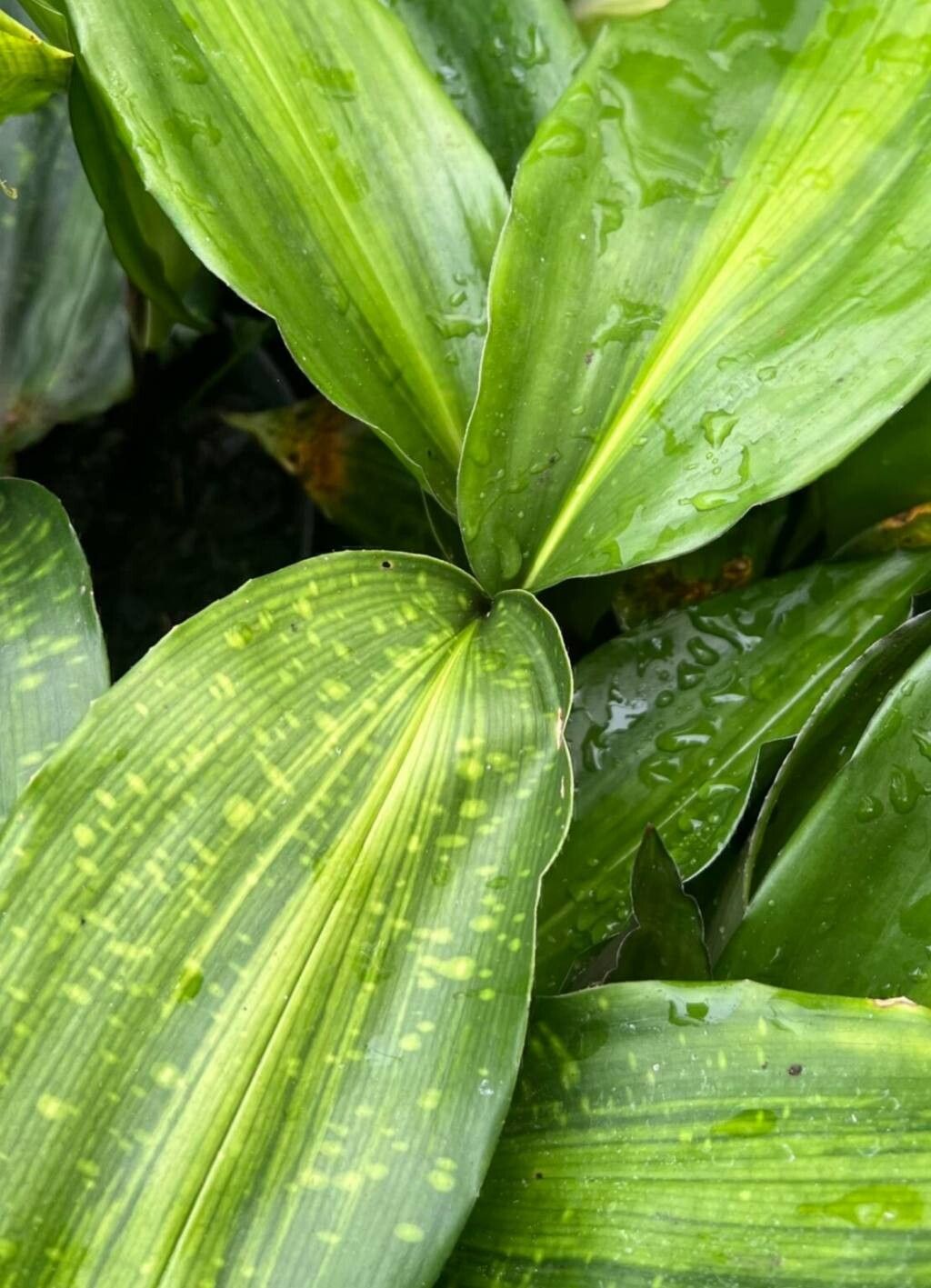 Aspidistra zongbayi leaf
