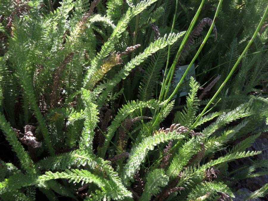 Achillea pannonica leaf