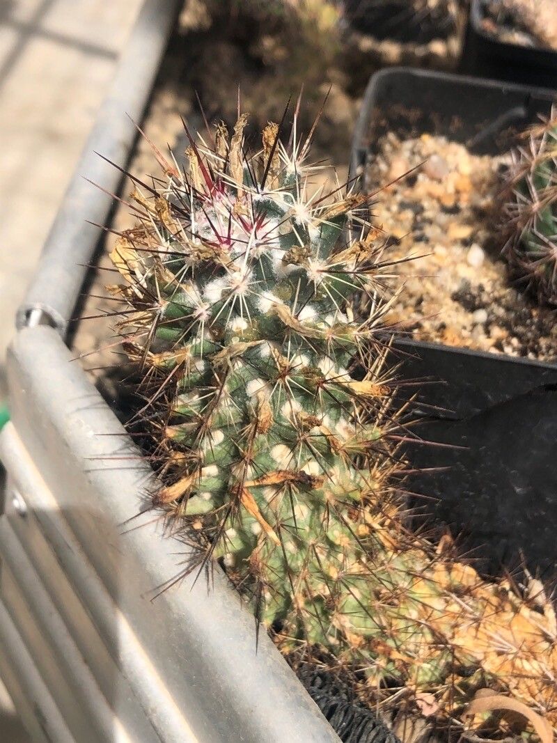 Coryphantha potosiana — houseplant care guide