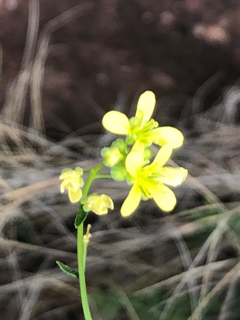 Biscutella valentina flower