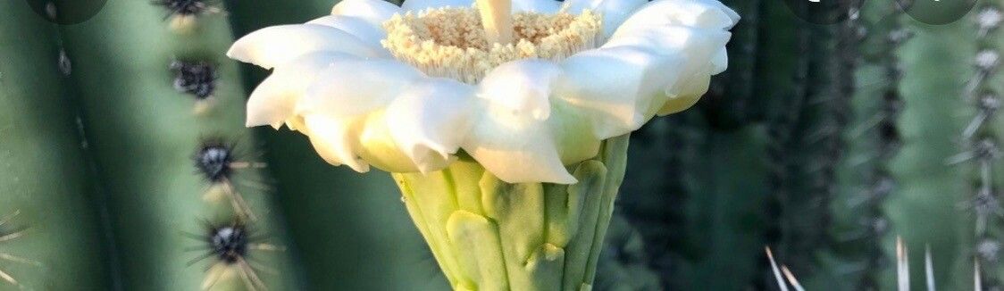 Zeuxine strateumatica flower