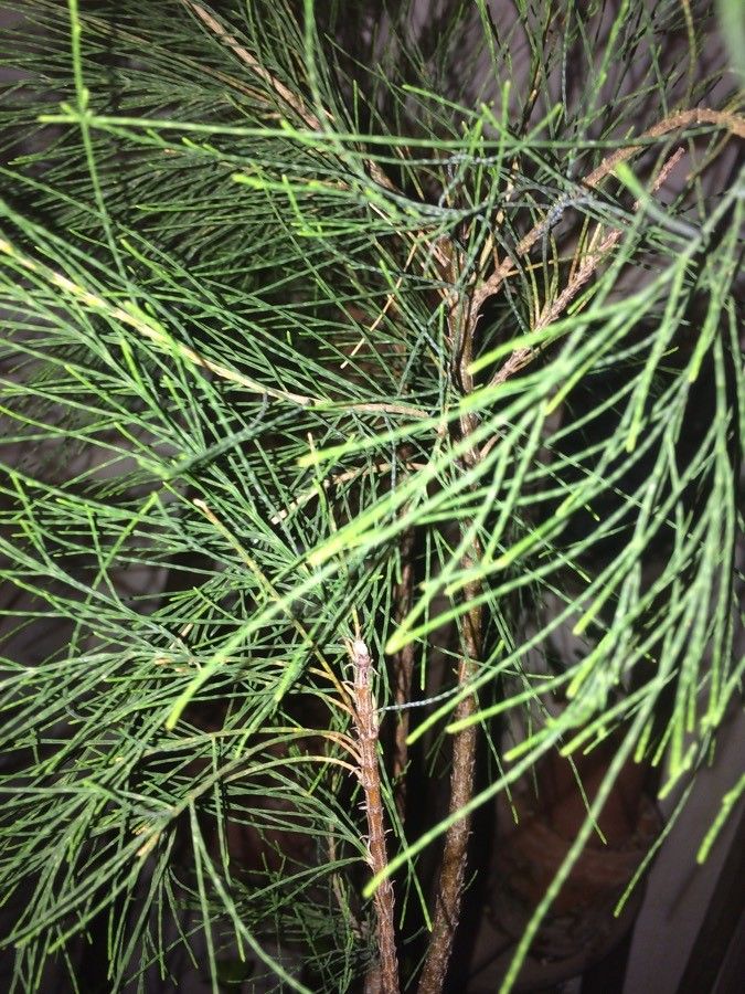 Casuarina cunninghamiana — related species from the same genus