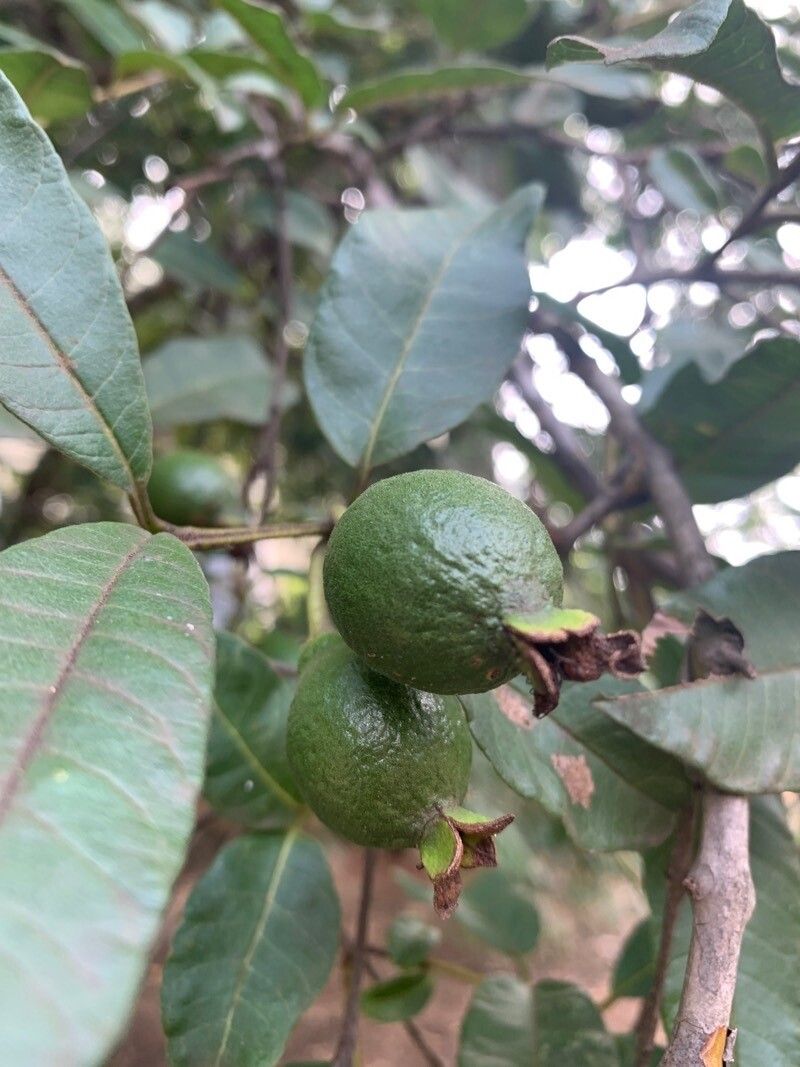 Psidium striatulum fruit