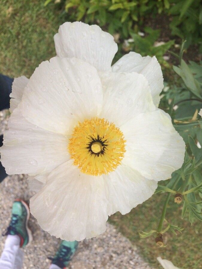 Romneya coulteri flower