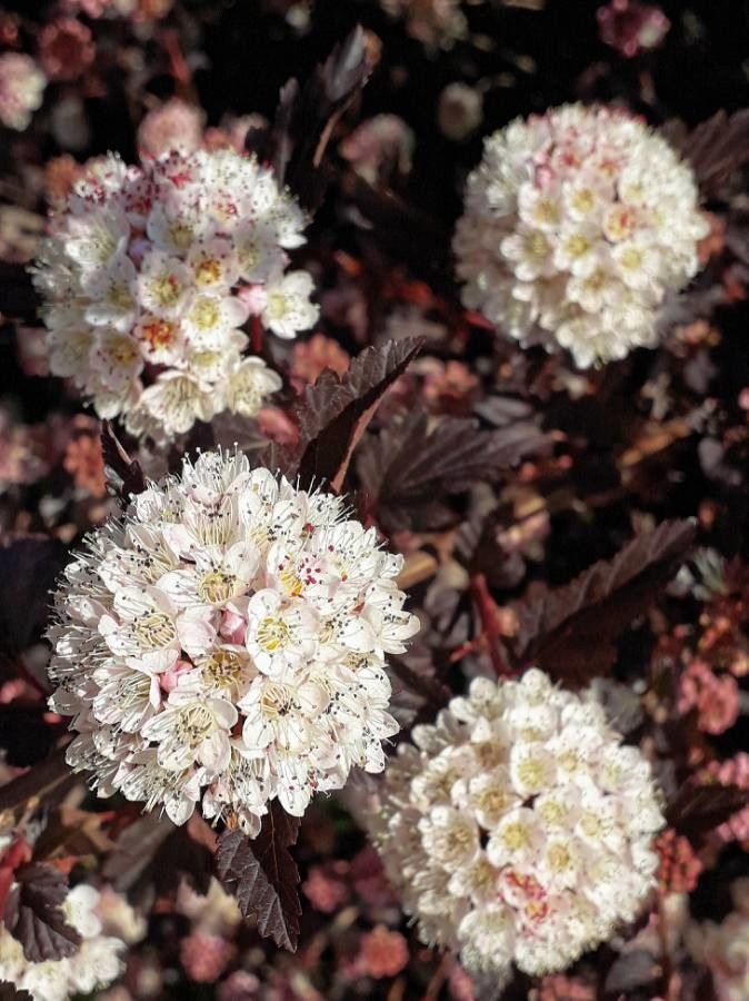 Physocarpus capitatus flower