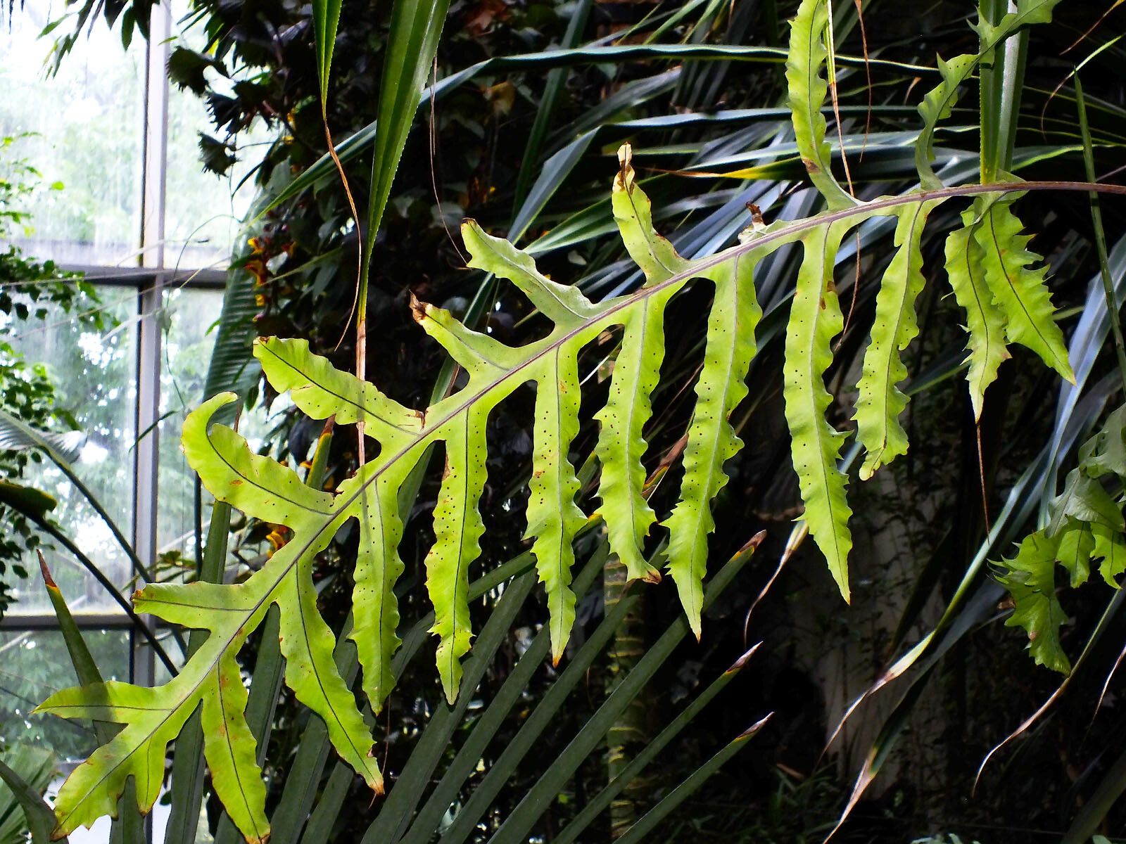 Phlebodium decumanum