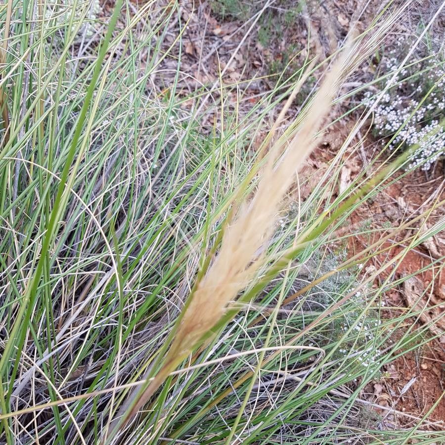 Stipa tenacissima fruit