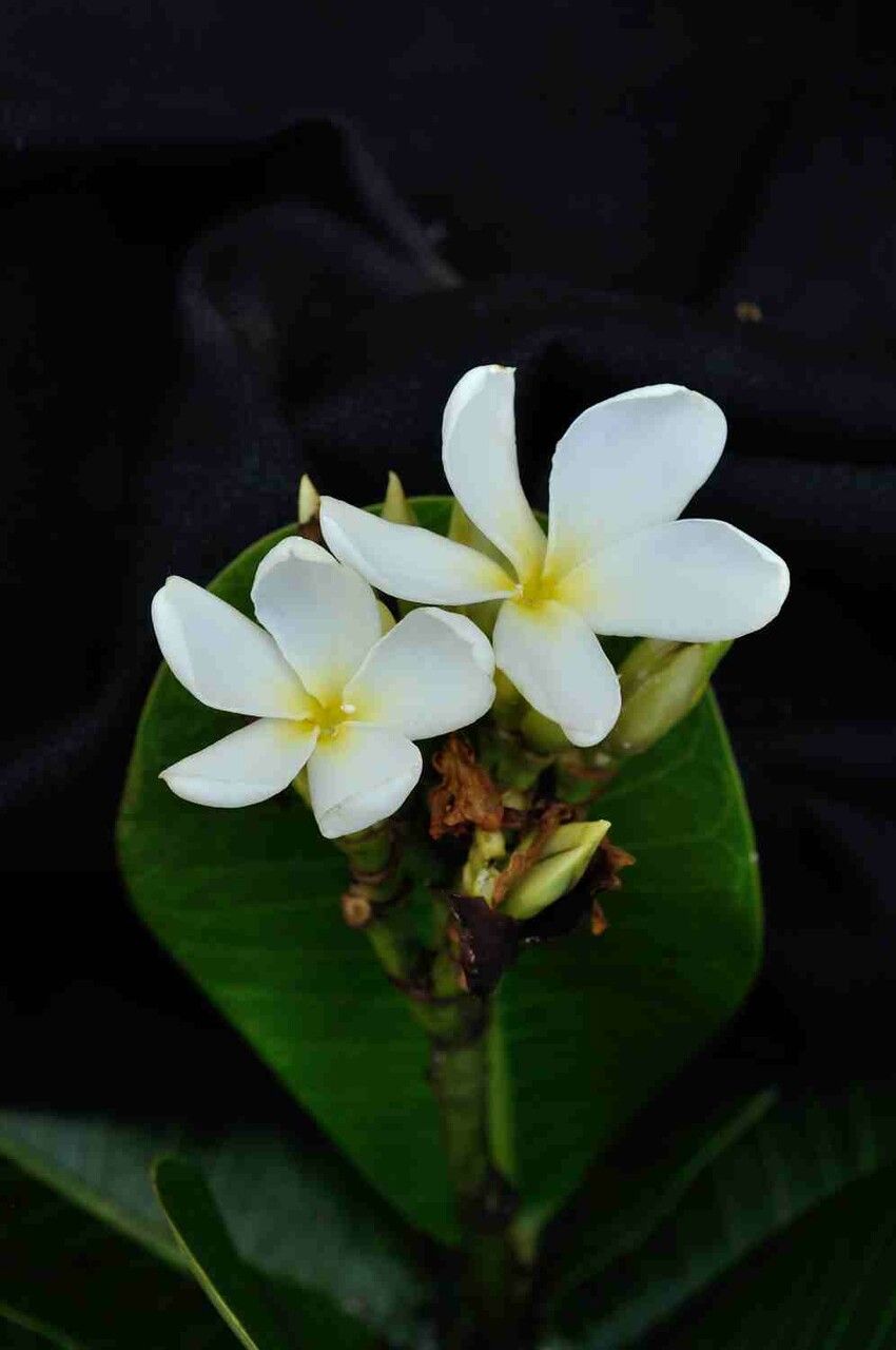 Himatanthus obovatus flower