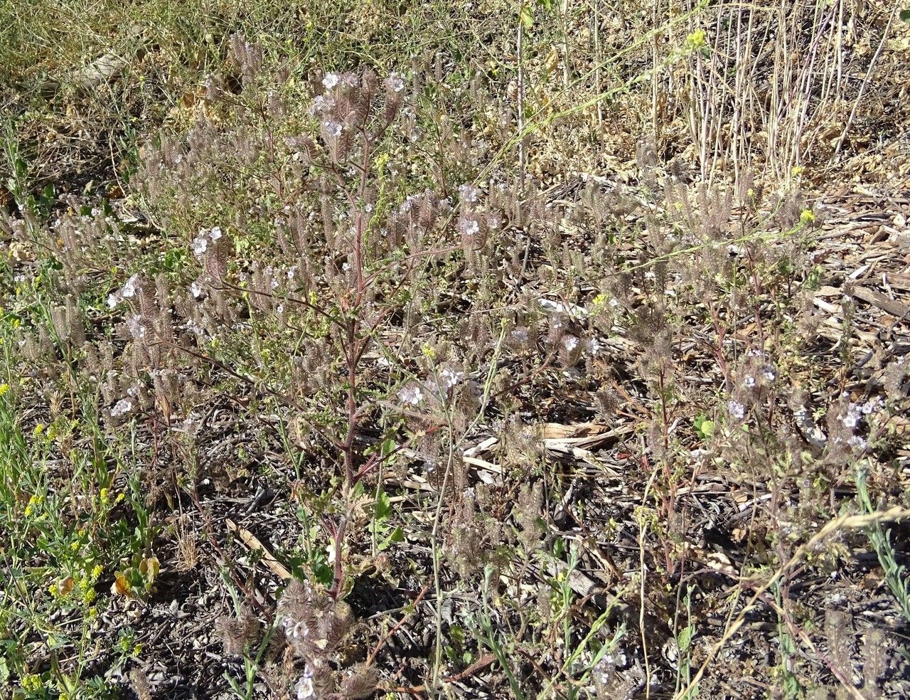 Phacelia cicutaria habit
