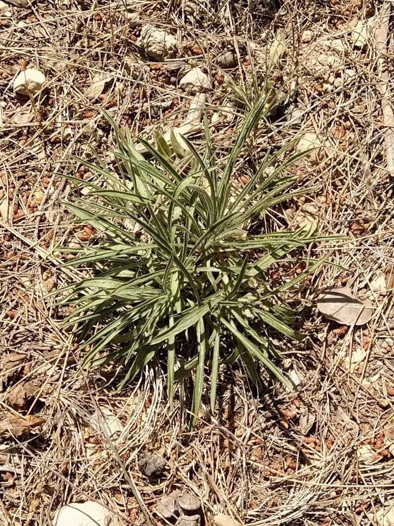 Centaurea stuessyi — houseplant care guide