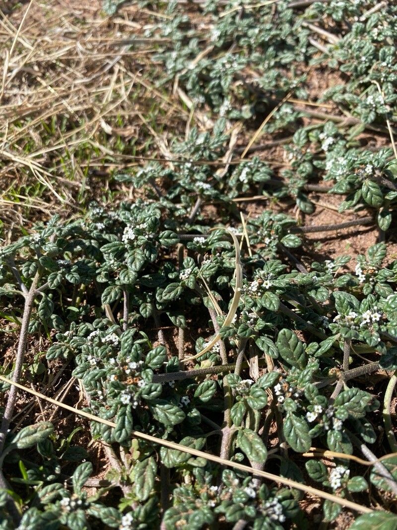 Heliotropium microstachyum — search result for 'Heliotropium'