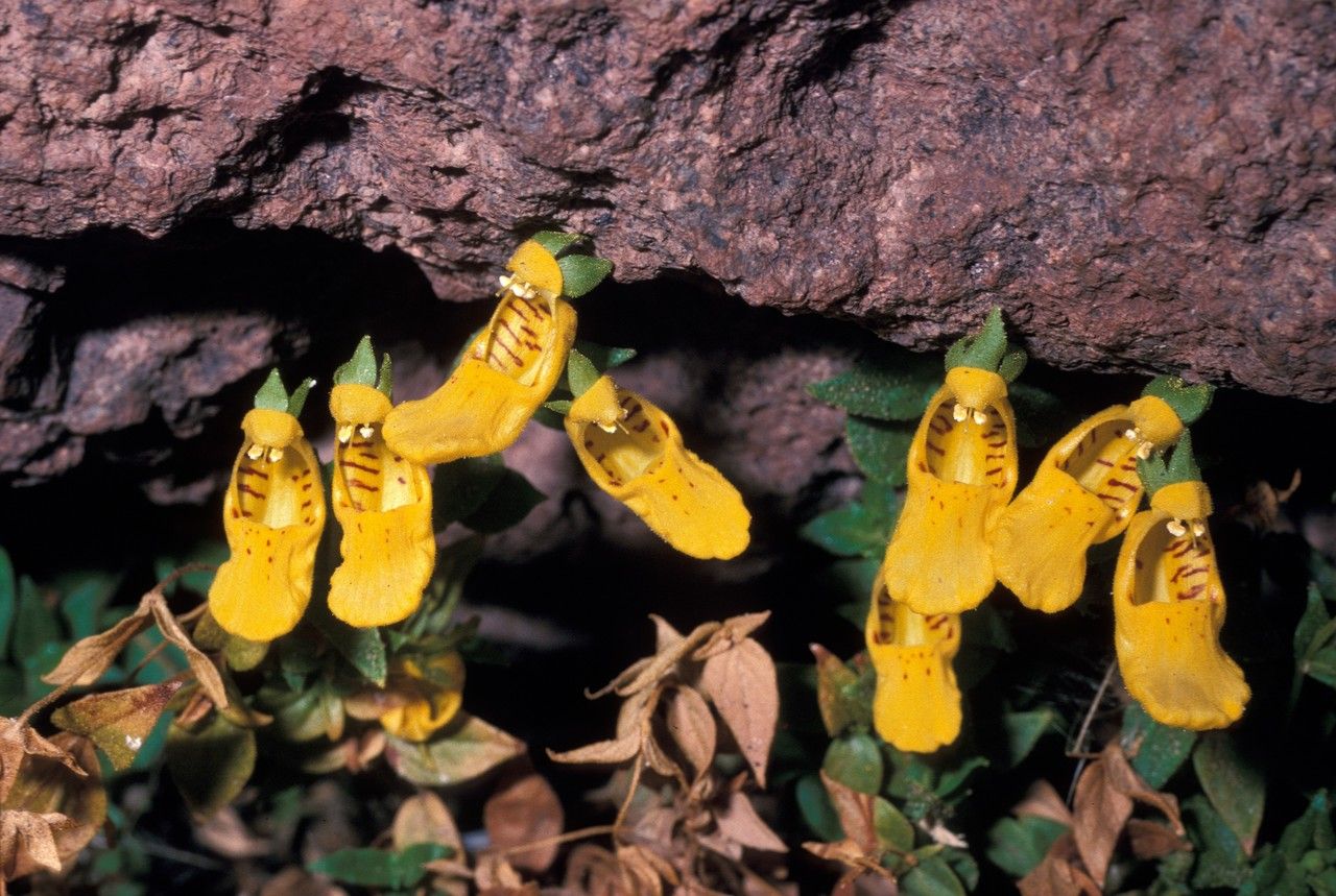 Calceolaria pinifolia — houseplant care guide