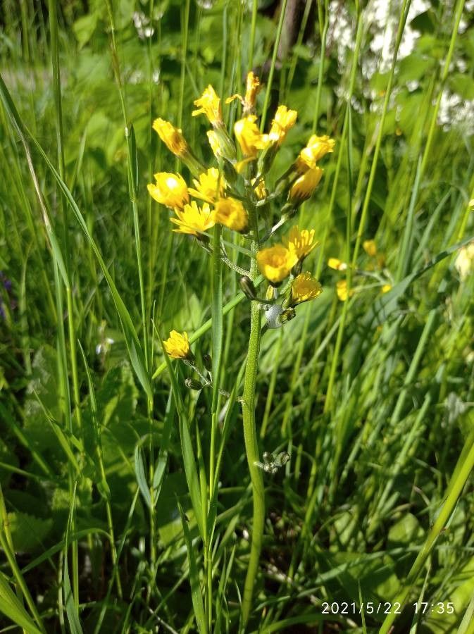 Crepis praemorsa flower