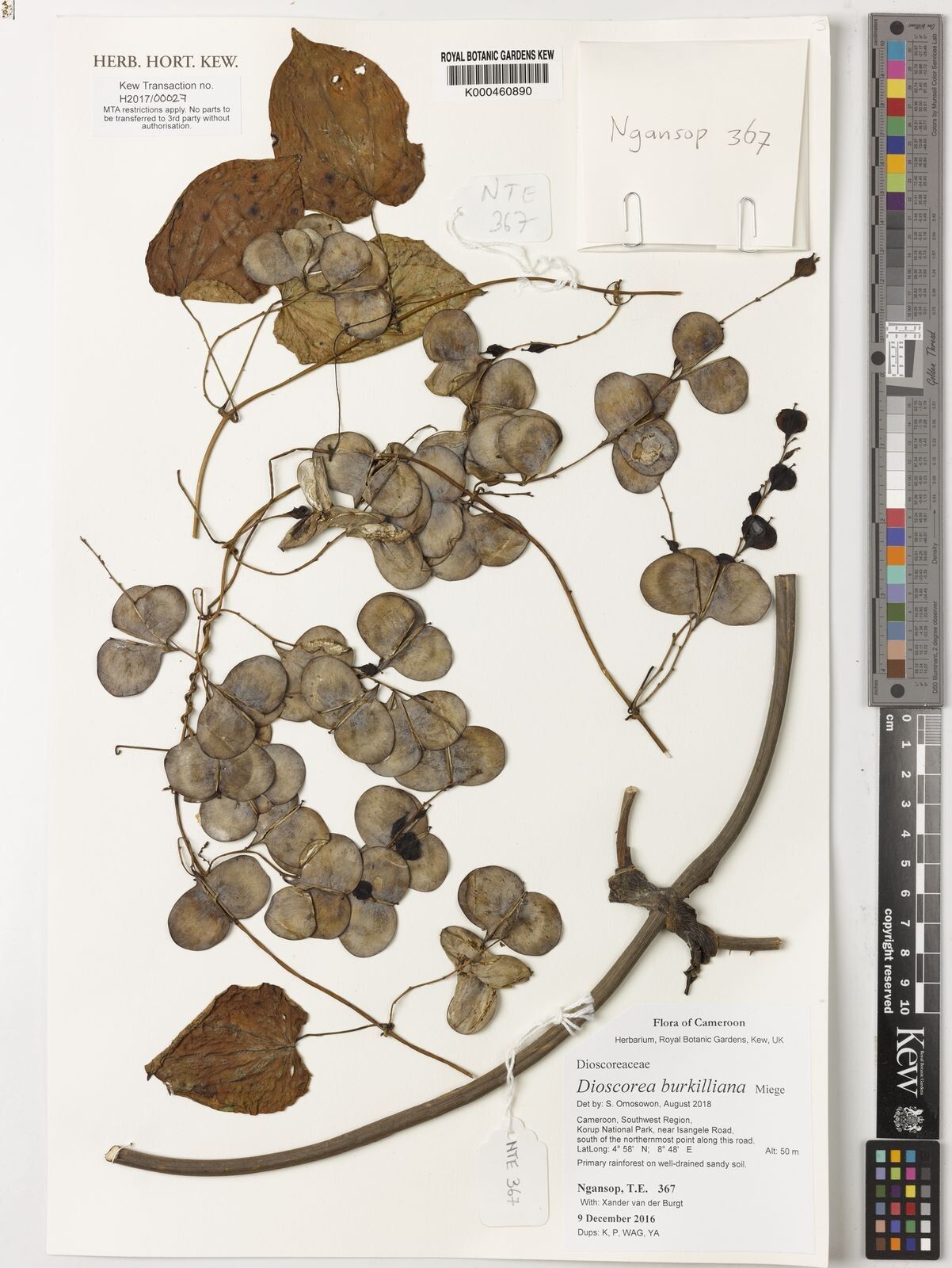 Dioscorea burkilliana — houseplant care guide